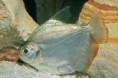Pacu